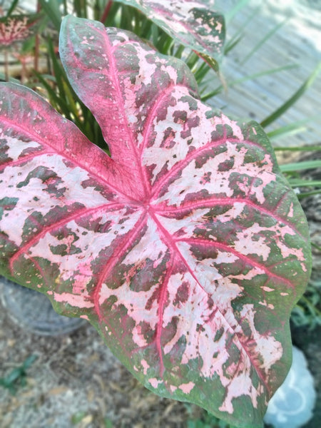 Caladium pink & green, Carolyn Wharton caladium live plant bulb