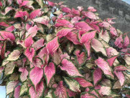 Caladium 'Va Va Violet' New Crop 2024 perennial tropical plant bulb