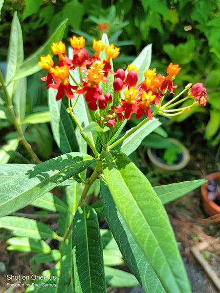 Milkweed Natural for the Monarch Butterfly aka Florida native