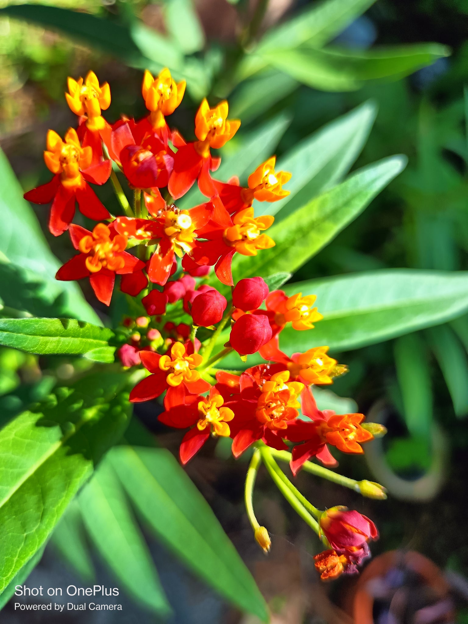 Milkweed Natural for the Monarch Butterfly aka Florida native