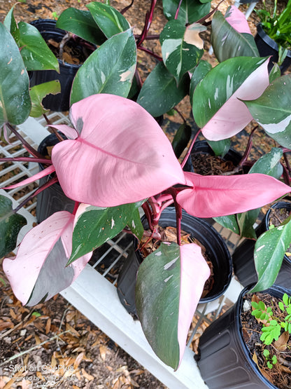 is the pink princess philodendron rare Pink Princess Philodendron Rare Tropical Plant 3in pot