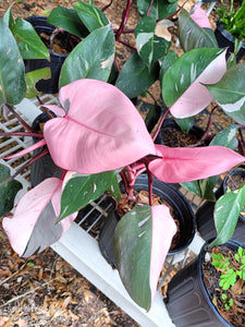 Pink Princess Philodendron Rare Tropical Plant (1 gallon)