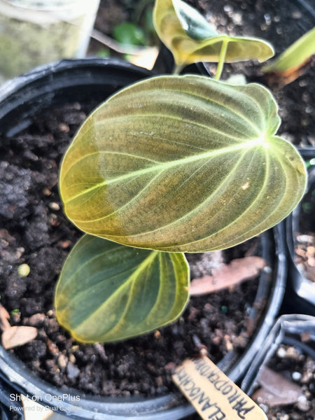 Philodendron Melanochrysum Starter Plant