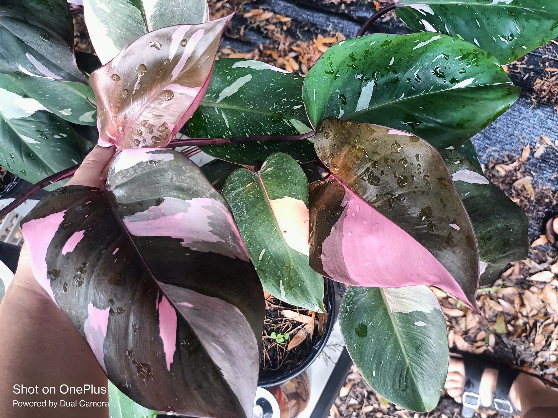 is pink princess philodendron rare Pink Princess Philodendron Rare Tropical Plant 3in pot – Orender Farm and Gardens LLC