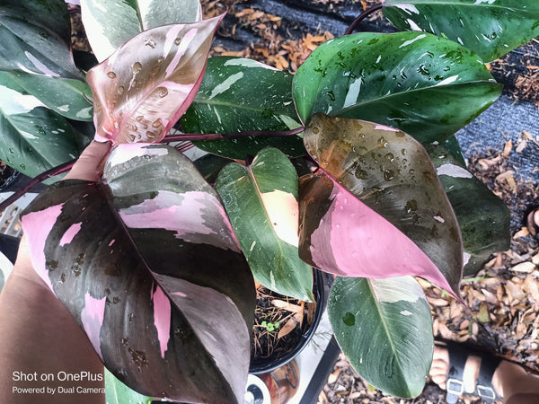 Pink Princess Philodendron Rare Tropical Plant (1 gallon)