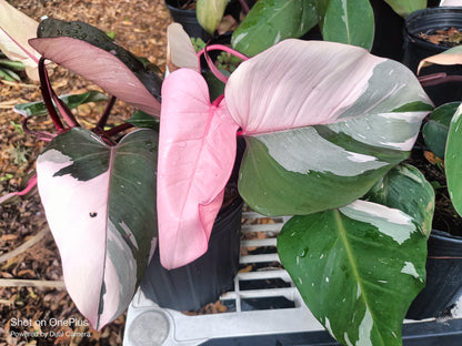 princess philodendron for sale Pink Princess Philodendron Rare Tropical Plant 3in pot – Orender Farm and Gardens LLC