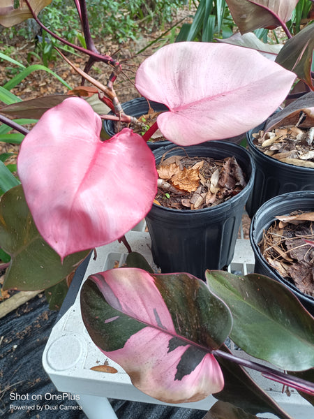 Pink Princess Philodendron Rare Tropical Plant 2 in pot