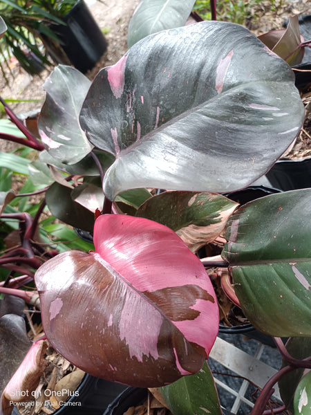 Pink Princess Philodendron Rare Tropical Plant 2 in pot