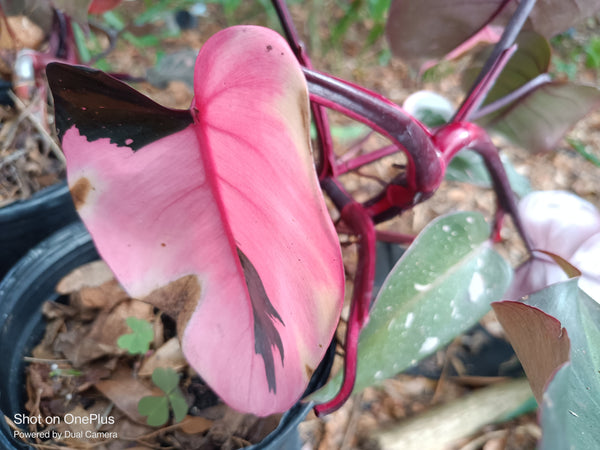 Pink Princess Philodendron Rare Tropical Plant 2 in pot