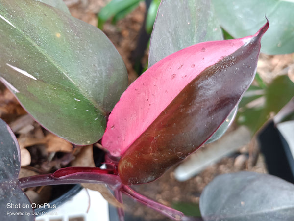 Pink Princess Philodendron Rare Tropical Plant 2 in pot