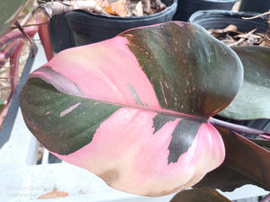 Pink Princess Philodendron Rare Tropical Plant 2 in pot