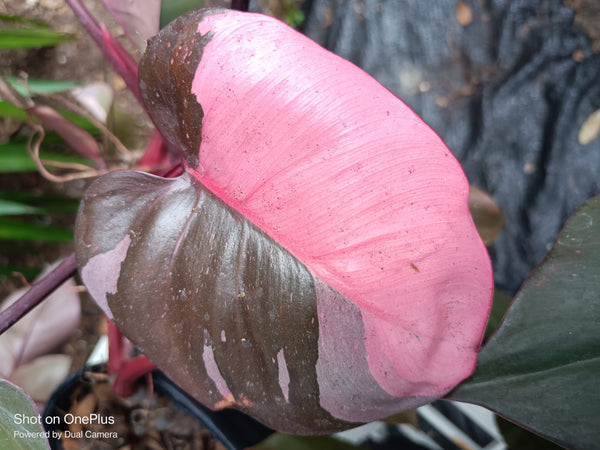 Pink Princess Philodendron Rare Tropical Plant 2 in pot