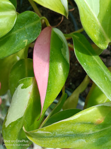 White Princess Philodendron Rare Tropical Plant 2 in pot