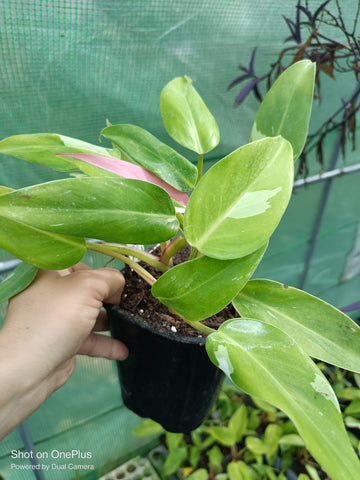 White Princess Philodendron Rare Tropical Plant 4 in pot