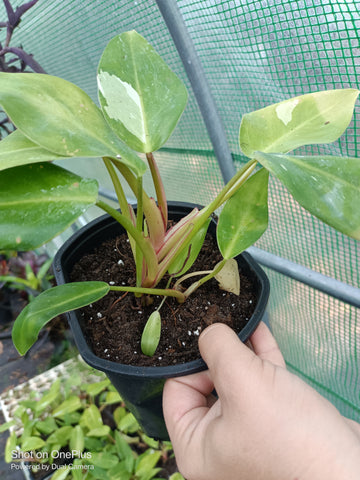 White Princess Philodendron Rare Tropical Plant 6 in pot