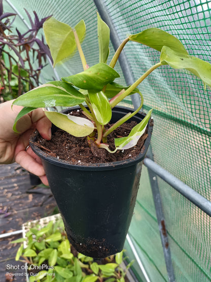 White Princess Philodendron Rare Tropical Plant 6 in pot