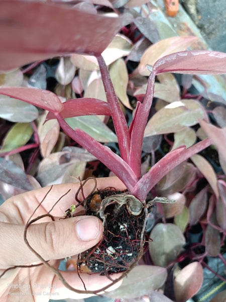 Pink Princess Philodendron Rare Tropical Plant 2 in pot