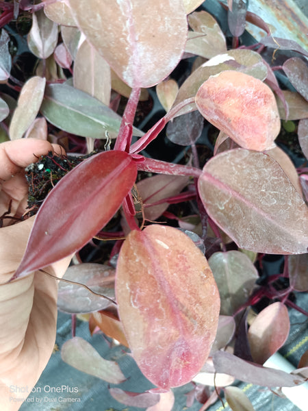 Pink Princess Philodendron Rare Tropical Plant 2 in pot