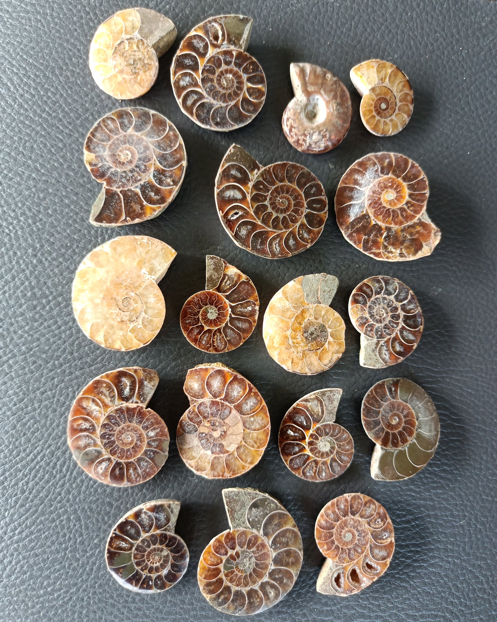 Ammonite Fossil Shells Crystalized