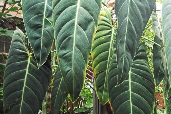 Philodendron Melanochrysum Starter Plant