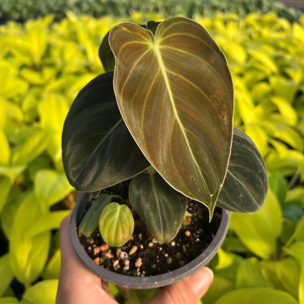 Philodendron Melanochrysum Starter Plant