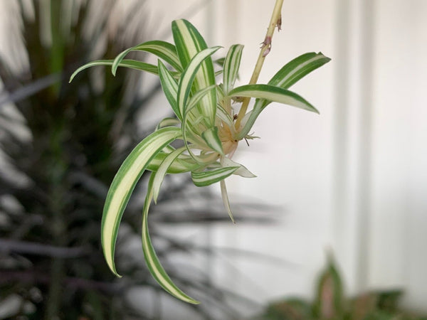 Ribbon plant aka Spider Plant baby with roots, propagated and grown at our farm, starter air plant