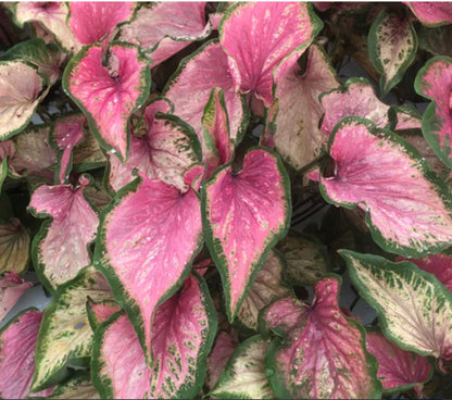 Caladium 'Va Va Violet' New Crop 2024 perennial tropical plant bulb