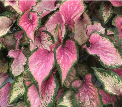 Caladium 'Va Va Violet' New Crop 2024 perennial bulb