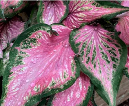 Caladium 'Va Va Violet' New Crop 2024 perennial tropical plant bulb