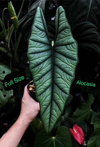 Alocasia Platinum “bisma” Starter Plant