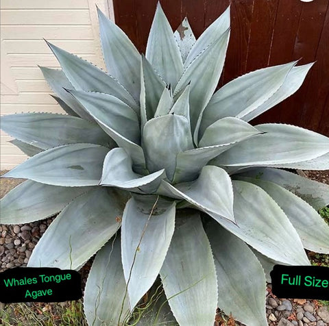 Agave frosty blue whales tongue Starter Plant