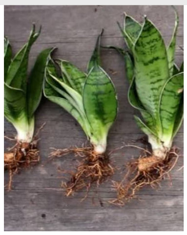 Mother in Law live snake plant cutting with roots