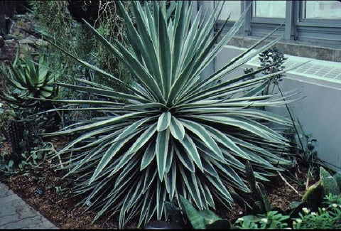 Caribbean Agave baby plant cutting with roots