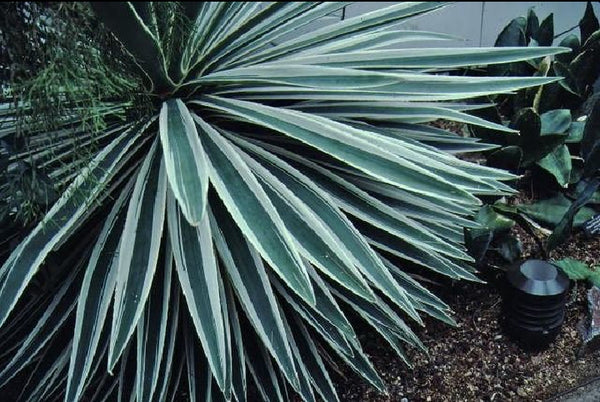 Caribbean Agave baby plant cutting with roots