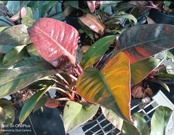 Red Congo Philodendron Rare Tropical Plant (1 gallon)