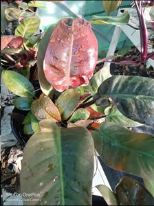 Red Congo Philodendron Rare Tropical Plant (1 gallon)