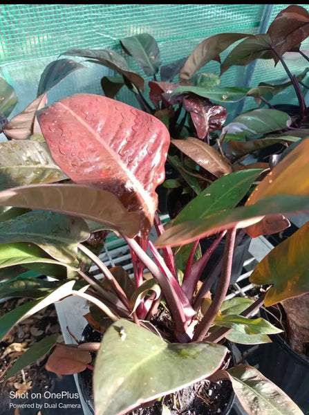 Red Congo Philodendron Rare Tropical Plant (1 gallon)