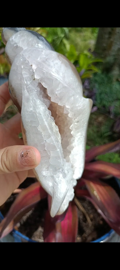 Agate Sea Shell carving C xLg