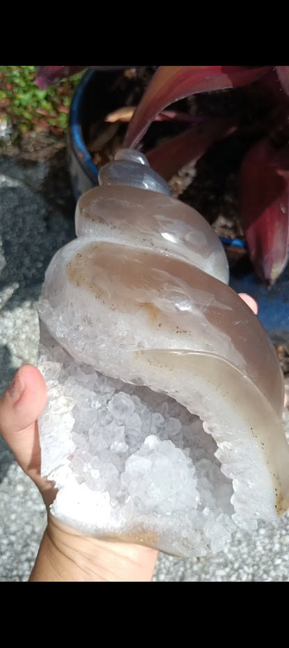 Agate Sea Shell carving C xLg