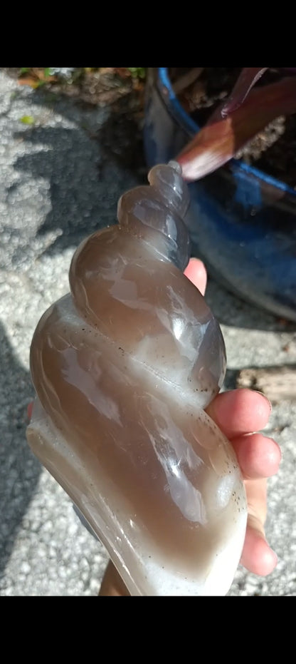 Agate Sea Shell carving C xLg