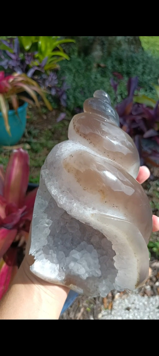 Agate Sea Shell carving C xLg