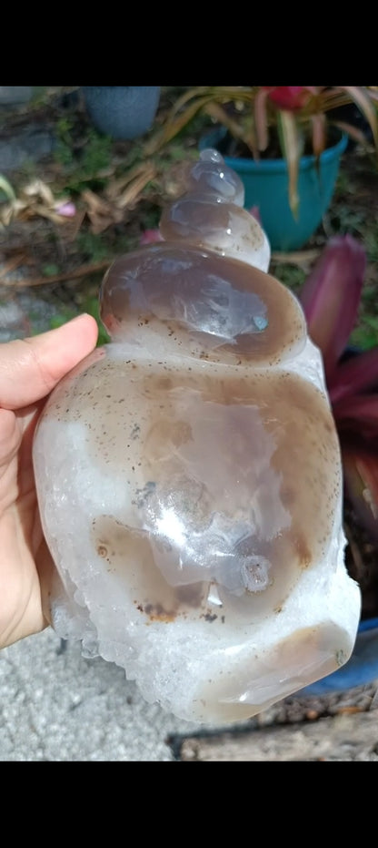 Agate Sea Shell carving C xLg