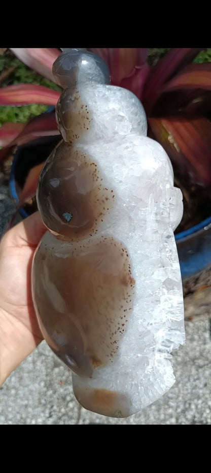 Agate Sea Shell carving C xLg