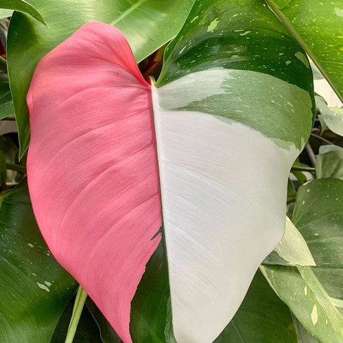 White Princess Philodendron Rare Tropical Plant 6 in pot