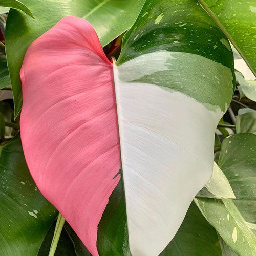 White Princess Philodendron Rare Tropical Plant 2 in pot