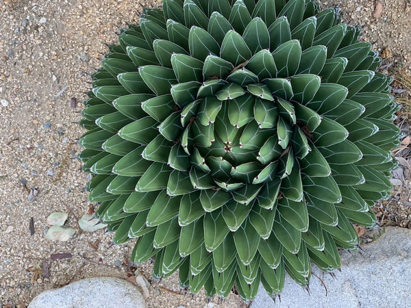 Agave victoriae reginae, Queen Victoria Agave, live plant with roots, stunning form, slow growing, specimen plant, drought tolerant, cold hardy