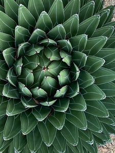 Agave victoriae reginae, Queen Victoria Agave, live plant with roots, stunning form, slow growing, specimen plant, drought tolerant, cold hardy