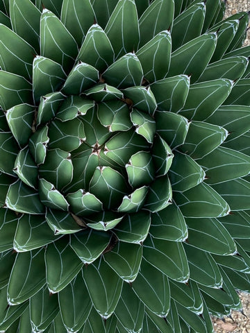 Agave victoriae reginae, Queen Victoria Agave, live plant with roots, stunning form, slow growing, specimen plant, drought tolerant, cold hardy