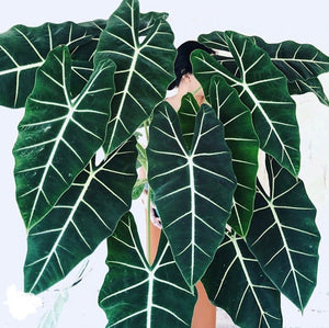 Alocasia Frydek Starter Plant