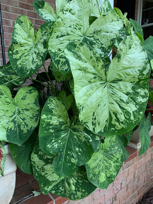 Caladium 'Frog in a Blender' Jumbo, Mammoth New Crop 2024 In Stock tropical perennial plant bulb